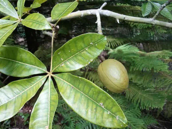 Fresh Good Fortune Tree Seeds For Planting 6 Seeds Water Chestnut Seeds For Planti Garden