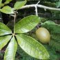 Fresh Good Fortune Tree Seeds For Planting 6 Seeds Water Chestnut Seeds For Planti Garden