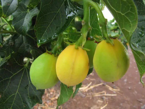 Fresh Physic Nut Barbados Rare Jatropha Curcas Diesel Jocad (15 Seeds) Garden
