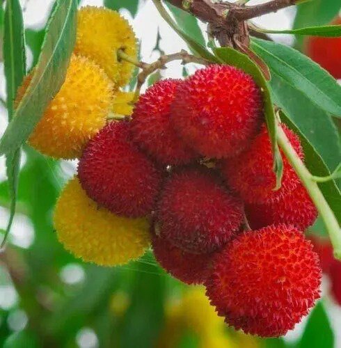 Fresh Strawberry Tree Arbutus Unedo Exotic Fruit Rare Flowering Madro O Seed Jocad (1 Garden