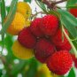 Fresh Strawberry Tree Arbutus Unedo Exotic Fruit Rare Flowering Madro O Seed Jocad (1 Garden