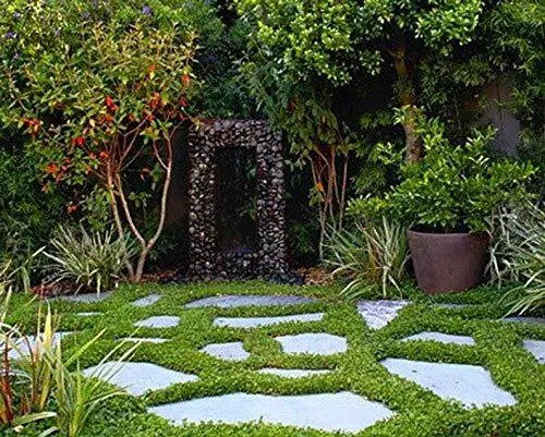 Fresh Dichondra Ground Cover Seeds (Dichondra Repens) 100 Seeds Garden