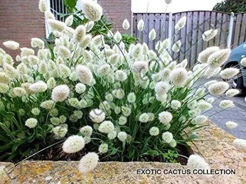 Fresh Lagurus Ovatus Bunny Tails Hare'S Tail Grass Rare Exotic Flowering Seed Jocad (1 Garden