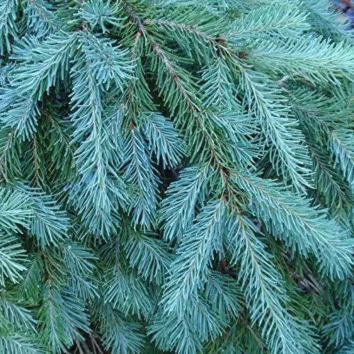 Fresh Blue Douglas Fir Seeds For Planting 20+ Seeds Grow Evergreen Trees Garden