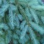 Fresh Blue Douglas Fir Seeds For Planting 20+ Seeds Grow Evergreen Trees Garden