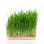 Fresh 5Gallonbuckethydro Certified Wheatgrass Seeds (1Lb) Garden