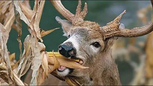 Fresh Cz Grain Dinner Getter Deer Food Plot Corn Seeds 250 Seeds To Grow Deer Food Garden