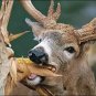 Fresh Cz Grain Dinner Getter Deer Food Plot Corn Seeds 250 Seeds To Grow Deer Food Garden