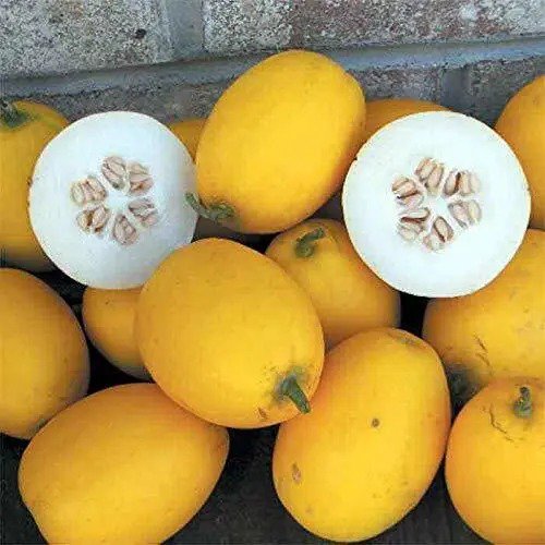 Fresh Mango Seeds (Vine Peach) 25 Seeds Made In Usa Ships From Iowa. Garden