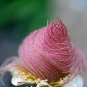 Fresh 25 Prairie Smoke Seeds Ships From Iowa. Rare And Hard To Find Geum Triflorum S Garden