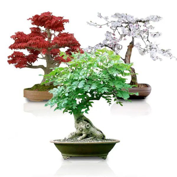 Fresh Bonsai Seed Bundle #3 Japanese Red Maple Black Cherry Tree Of Life Seeds Bun Garden