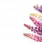 Fresh Giant Lupine Seeds Exotic Flowers 20+ Seeds Garden
