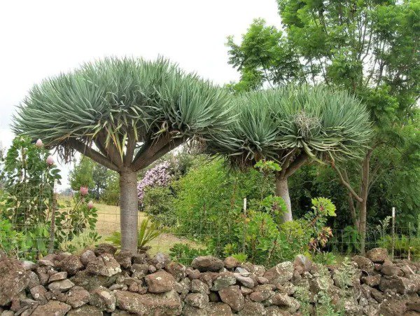 Fresh Dragon Blood Tree Seeds To Grow 6 Seeds Dracaena Draco Seeds For Planting Garden