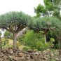 Fresh Dragon Blood Tree Seeds To Grow 6 Seeds Dracaena Draco Seeds For Planting Garden