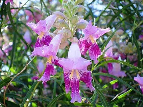 Fresh Desert Willow Tree Seeds 25+ Seeds To Grow Beautiful Flowering Willow Tree Garden