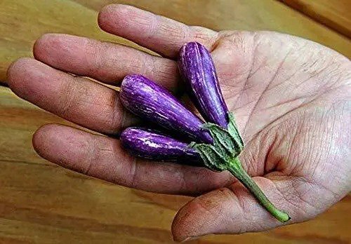 Fresh 25 Mini Eggplant Seeds Little Fingers Eggplant Asian Heirloom Non Gmo Great Garden