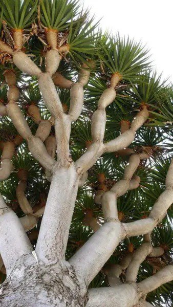 Fresh Dragon Blood Bonsai Tree Seeds To Grow 6 Seeds Dracaena Draco Seeds For Plan Garden