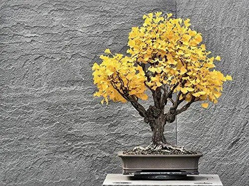 Fresh Bonsai Ginko Biloba Tree Seeds To Plant 5 Seeds Edible Leaves Promote Memory Garden