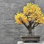 Fresh Bonsai Ginko Biloba Tree Seeds To Plant 5 Seeds Edible Leaves Promote Memory Garden