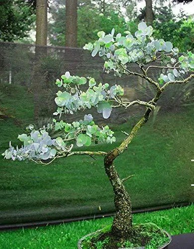 Fresh 25+ Silver Drop Eucalyptus Bonsai Tree Seeds Made In Usa. Ships From Iowa. Gre Garden