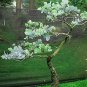 Fresh 25+ Silver Drop Eucalyptus Bonsai Tree Seeds Made In Usa. Ships From Iowa. Gre Garden