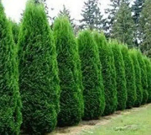 Fresh Tree Seeds 50 Americian Arborvitae Tree Seeds Evergreen Property Border Thuja Garden