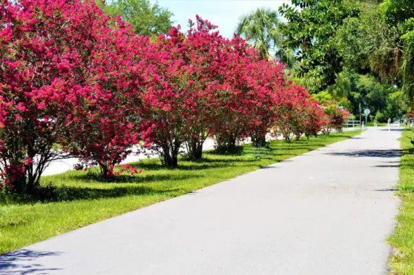 Fresh Crape Myrtle Bonsai Tree Seeds 20 Seeds Exotic Bark And Vibrant Flowers Sh Garden
