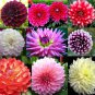 Fresh Rare Beautiful Perennial Mixing Color Dahlia Flowers Seeds 100Pcs Garden