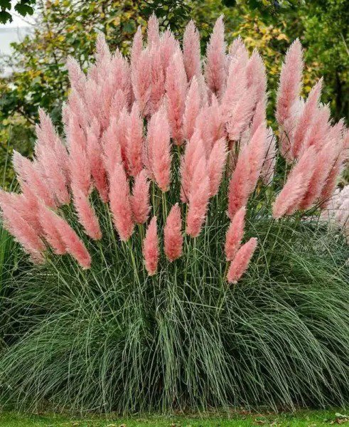 Fresh Ecowus Pink Pampas Grass Cortaderia Selloana Rosea Ornamental Flower 200 Seeds Garden