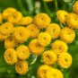 Fresh 100 Seeds Tansy Seeds Chrysanthemum Vulgare Golden Button Perennial Herb Heirl Garden