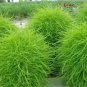 Fresh 200 Green Kochia Scoparia/Burning Bush/Mexican Fireweed Shrub Seeds Garden