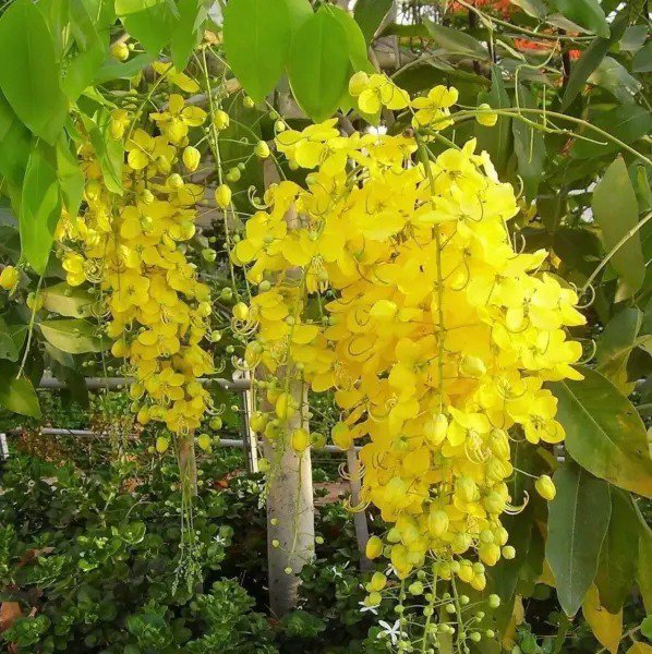 Fresh Golden Shower Tree Gold Rush Yellow Cassia Fistula Flower Jocad (15 Seeds) Garden