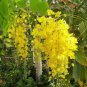 Fresh Golden Shower Tree Gold Rush Yellow Cassia Fistula Flower Jocad (15 Seeds) Garden