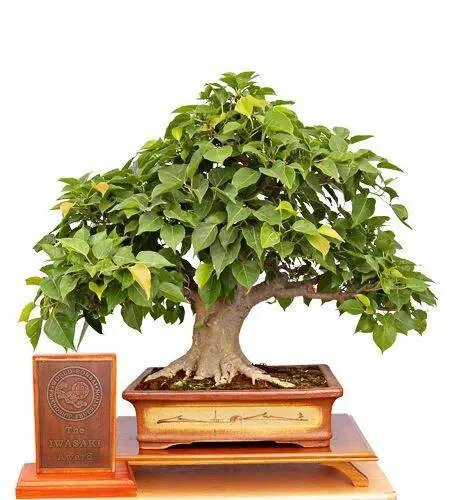 Fresh Sacred Fig Bonsai Tree Seeds 25+ Seeds Ficus Religiosa Sacred Ficus Tree Garden