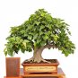 Fresh Sacred Fig Bonsai Tree Seeds 25+ Seeds Ficus Religiosa Sacred Ficus Tree Garden