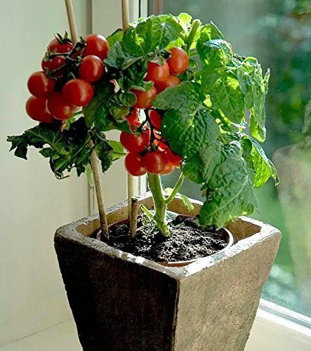Fresh Bonsai Tiny Tim Tomato Seeds 50+ Seeds Grow Indoor Exotic Edible Bonsai Vege Garden