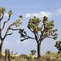 Fresh Joshua Tree Seeds 10 Seeds To Grow Highly Prized Joshua Tree Made In Usa Garden