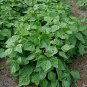 Fresh Contender Bush Bean Seeds 50+ Seeds Big Yielder Garden
