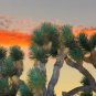 Fresh Joshua Tree Bonsai Seeds 10 Seeds To Grow Highly Prized Joshua Tree Made I Garden