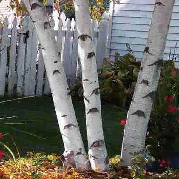 Fresh White Paper Birch Tree Seeds For Planting 100+ Seeds Highly Prized For Bonsa Garden