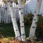 Fresh White Paper Birch Tree Seeds For Planting 100+ Seeds Highly Prized For Bonsa Garden