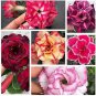 Fresh 15 Seeds Desert Rose Seeds Colorful Rose Hep Flower Seeds For Home Balcony Garde Garden