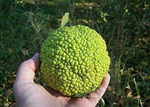Fresh Hedge Apple Osage Orange Horse Apple Monkey Ball Maclura Pomifera 10 Seeds Garden