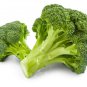 Fresh 250 Broccoli Seeds Non Gmo Seeds Made In Usa. Ships From Iowa Garden