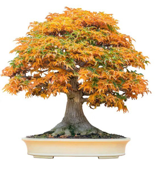 Fresh Bonsai Tree Seeds Trident Maple 20+ Seeds Highly Prized For Bonsai (Acer B Garden