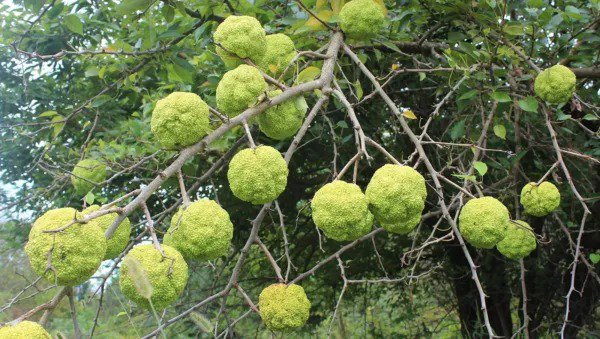 Fresh 10 Hedge Apple Seeds Osage Orange Horse Apple Monkey Ball Maclura Pomifera Tree Garden