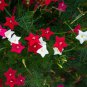 Fresh Flowering Cypress Vines Seeds 50+ Seeds To Grow Hummingbird Vine Plant Garden