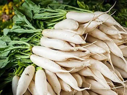 Fresh Daikon Radish Seeds 100+ Seeds Cover Crop Seeds For Planting. Deer Love Them Garden