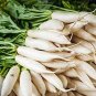 Fresh Daikon Radish Seeds 100+ Seeds Cover Crop Seeds For Planting. Deer Love Them Garden
