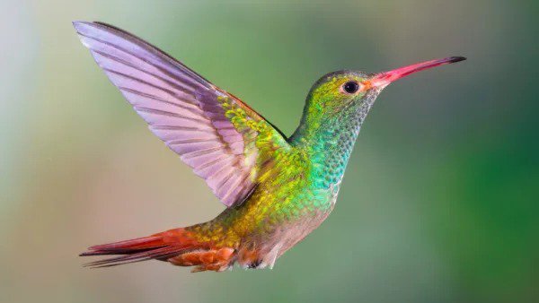 Fresh Hummingbird Wildflower Seed Mix Perennial For Hummingbirds Easy To Gro Garden